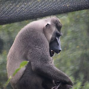 Drill, Mandrillus leucophaeus