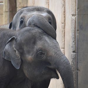 Asian elephants, Elephas maximus