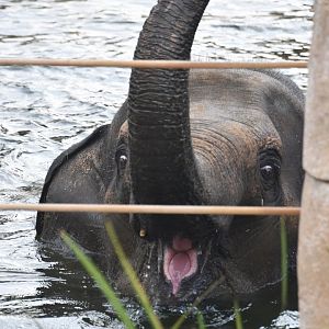 Asian elephant, Elephas maximus