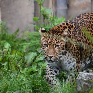 North Chinese leopard, Panthera pardus