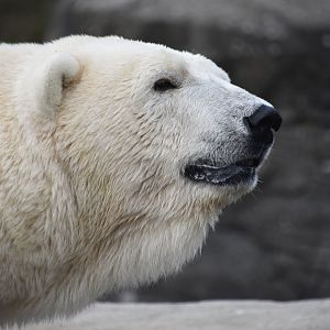 Polar bear, Ursus maritimus