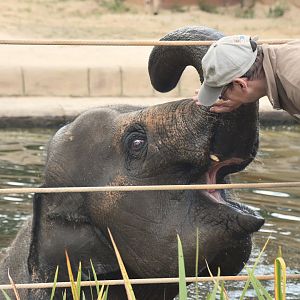 Asian elephant bathing, Elephas maximus