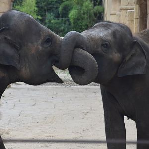 Asian elephants, Elephas maximus