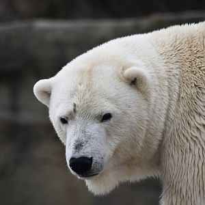 Polar bear, Ursus maritimus