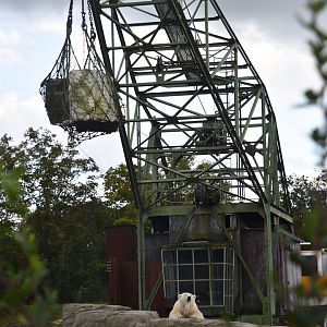 Polar bear and crane, Ursus maritimus