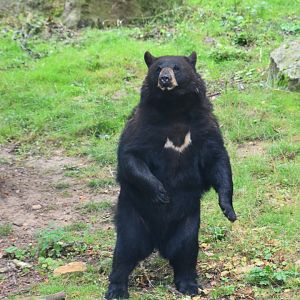 American black bear, Ursus americanus