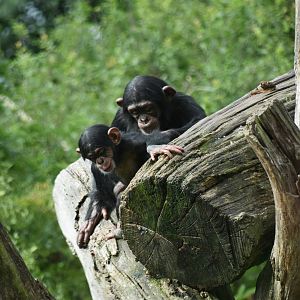 Chimpanzee, Pan troglodytes