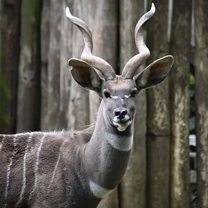 Lesser kudu, Tragelaphus imberbis