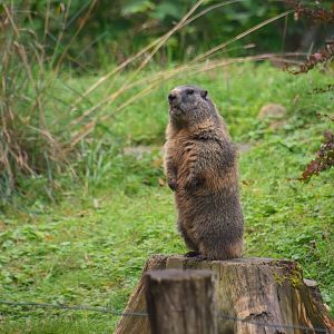Alpine marmot, Marmota marmota