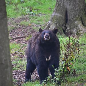 American black bear, Ursus americanus