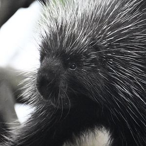 North American porcupine, Erethizon dorsatum