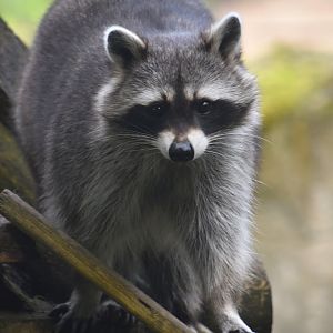 Northern raccoon, Procyon lotor