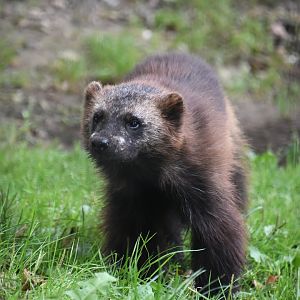 Wolverine, Gulo gulo