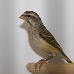 Black-throated canary (Crithagra atrogularis)
