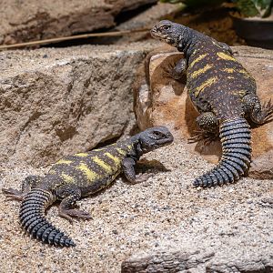 Sudan mastigure/ Red-banded spiny-tailed lizard (Uromastyx dispar flavifasciata)