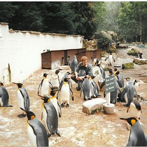 Penguins 1990's - scanned picture