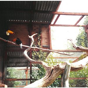 Toco Toucans - scanned photo 1990's