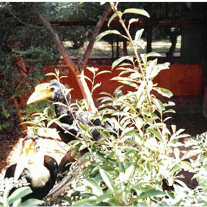 Wrinkled Hornbills - scanned photo 1990's