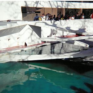 Lubetkin pool in use - Scanned pic early 90's