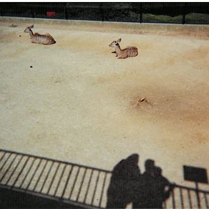 Kudu - Scanned pic early 90's