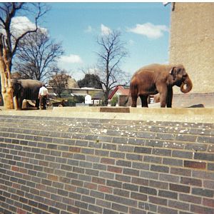 Elephants on the Cassons - Scanned pic early 90's