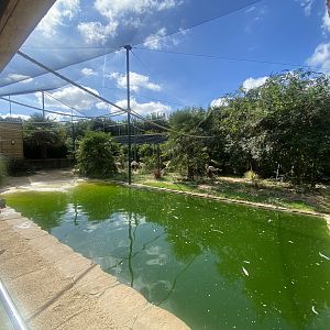 Toga Beach - Freeflight Aviary 140923