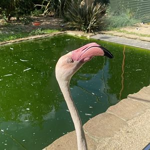 Toga Beach - Mingo the Greater Flamingo 140923