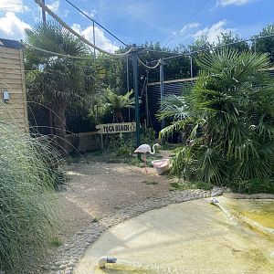 Toga Beach - Freeflight Aviary 140923