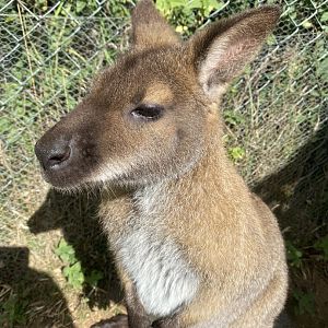 Red-necked wallaby 140923