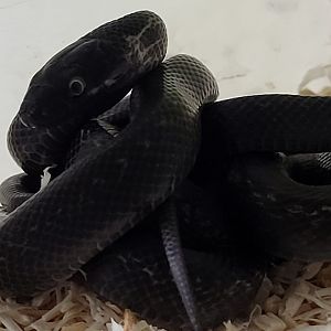 Zamenis persicus -juvenile