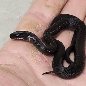 Zamenis persicus - juvenile