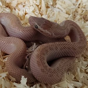 Boaedon capensis - albino juvenile