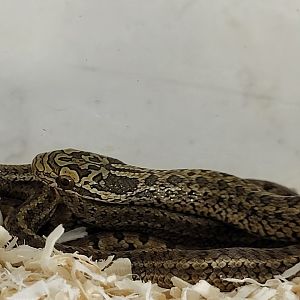 Elaphe dione - juvenile