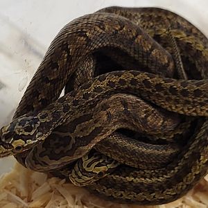 Elaphe dione - juvenile