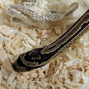 Elaphe bimaculata - juvenile