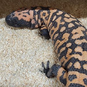 Gila monster