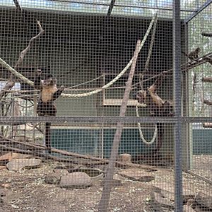 Black-capped Capuchin