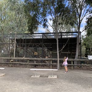 Black-capped Capuchin Enclosure