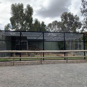 Yellow-footed Rock Wallaby Enclosure
