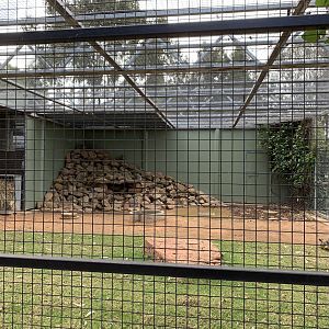 Yellow-footed Rock Wallaby Exhibit