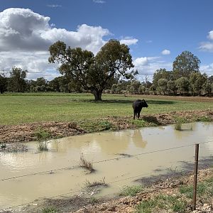 Cattle Paddock