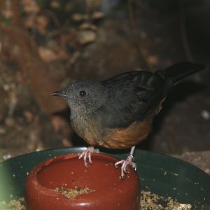 White-tailed ant thrush (Neocossyphus poensis)