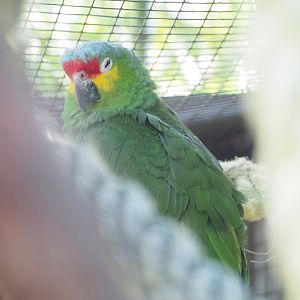 Red-lored amazon (Amazona autumnalis autumnalis), 2023-05-31