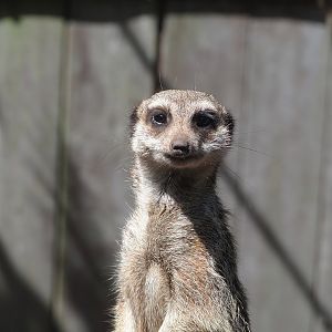 Meerkat (Suricata suricatta), 2023-05-31