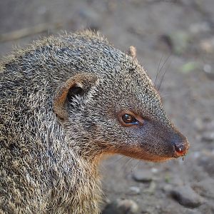 Banded mongoose (Mungos mungo), 2023-05-31