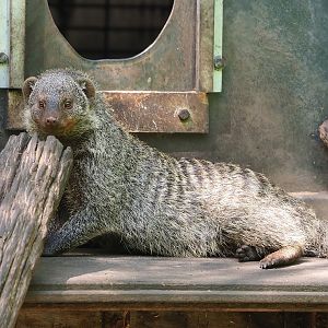 Banded mongoose (Mungos mungo), 2023-05-31