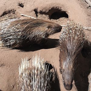 Indian crested porcupines (Hystrix indica), 2023-05-31