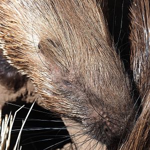 Indian crested porcupine (Hystrix indica), 2023-05-31