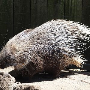 Indian crested porcupine (Hystrix indica), 2023-05-31