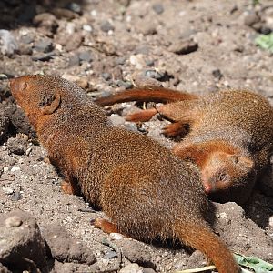 Dwarf mongooses (Helogale parvula), 2023-05-31